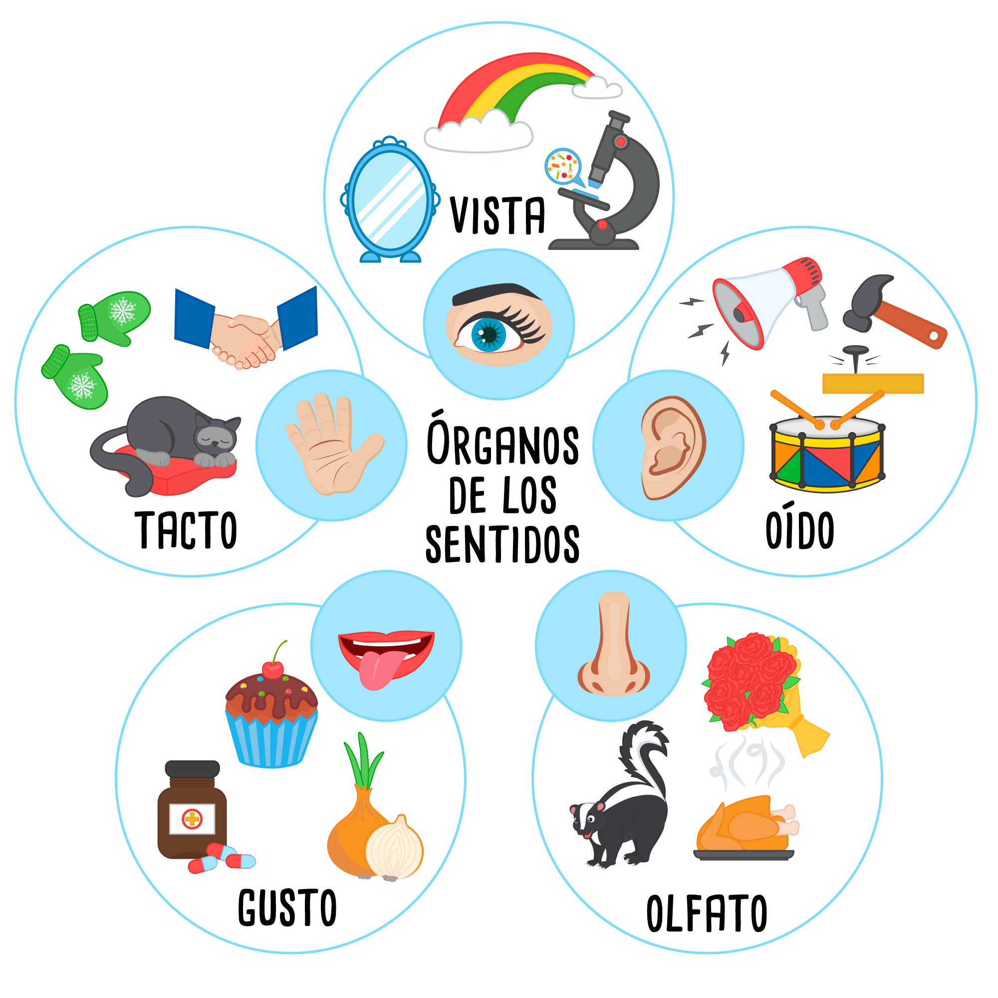 Descubriendo el fascinante mundo de los 5 sentidos  ✨