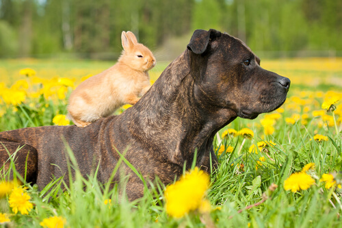 El Conejo y el Perro: Una Amistad Inusual