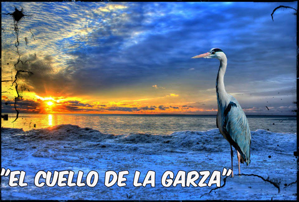 El cuello de la garza y la importancia de ser uno mismo  ✨