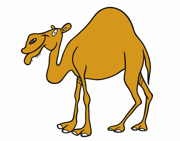 El dromedario y el caballo: dos amigos viajeros