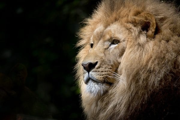El león envejecido y su legado en la selva  ✨