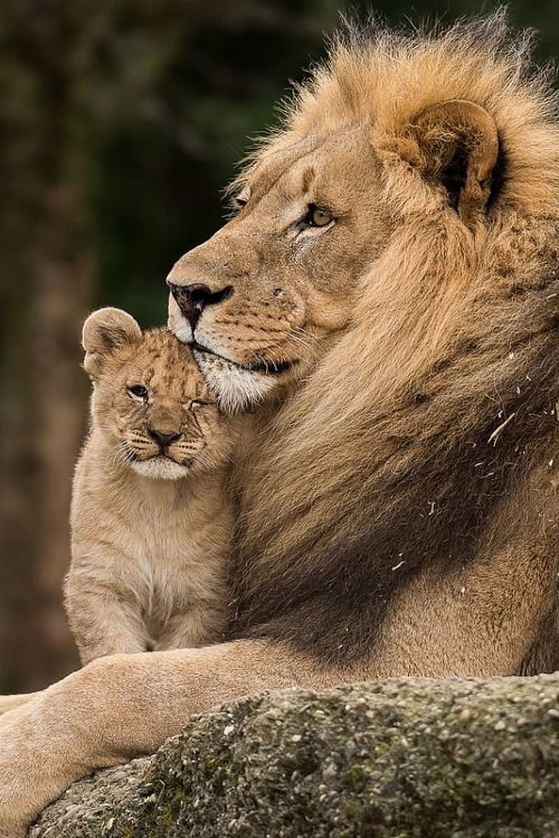 El león y el cachorro: una gran amistad en la selva
