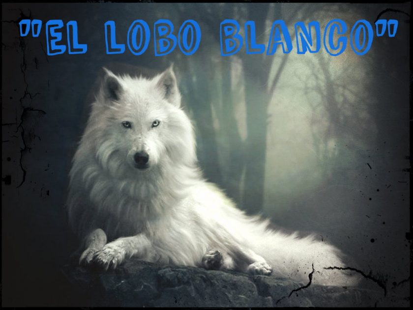 El lobo blanco y su extraordinaria aventura en el bosque  ❄️