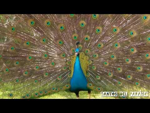 El pavo real y el colibrí: Identidad de género en la selva