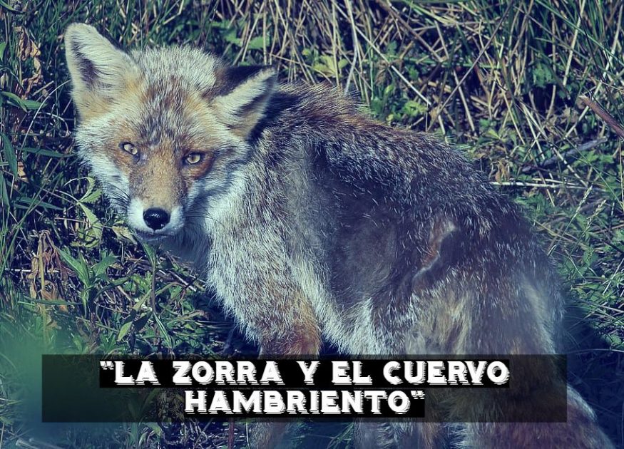 La astuta zorra y el cuervo hambriento