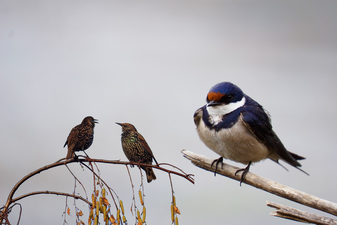 La golondrina y los pajaritos: una lección de amistad  ❤️