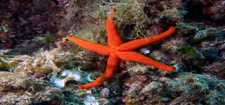Las Estrellas de Mar: Un Viaje Fascinante por el Océano  ⭐