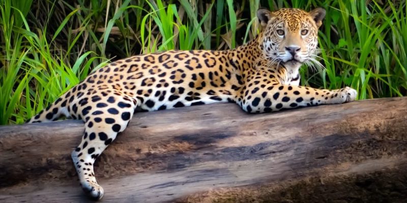 Los Animales de la Selva: Un Mundo de Maravillas