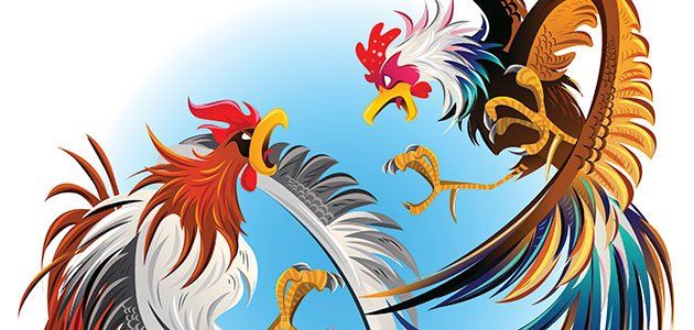 Los dos gallos que disputaron la supremacía del corral