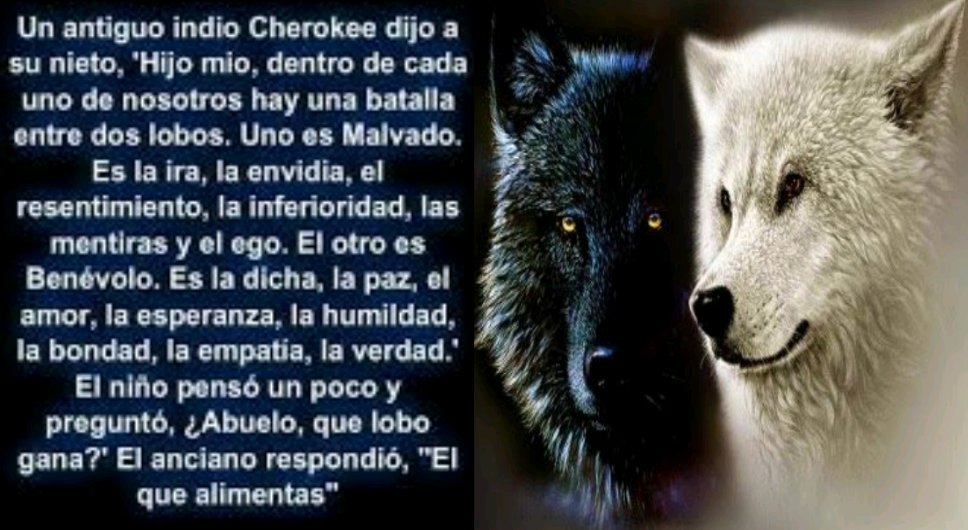 Los lobos opuestos: La amistad que superó diferencias  ❤️