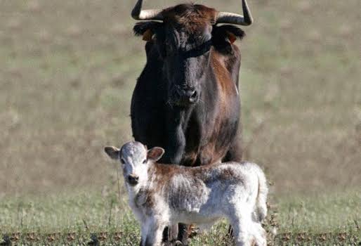 Un toro y un becerro: la amistad que transforma